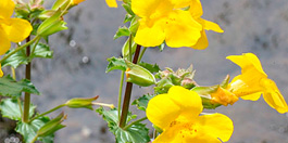 Back Flower Remedies offered by Cyrus Mehta Back Flower Remedies offered by Cyrus Mehta